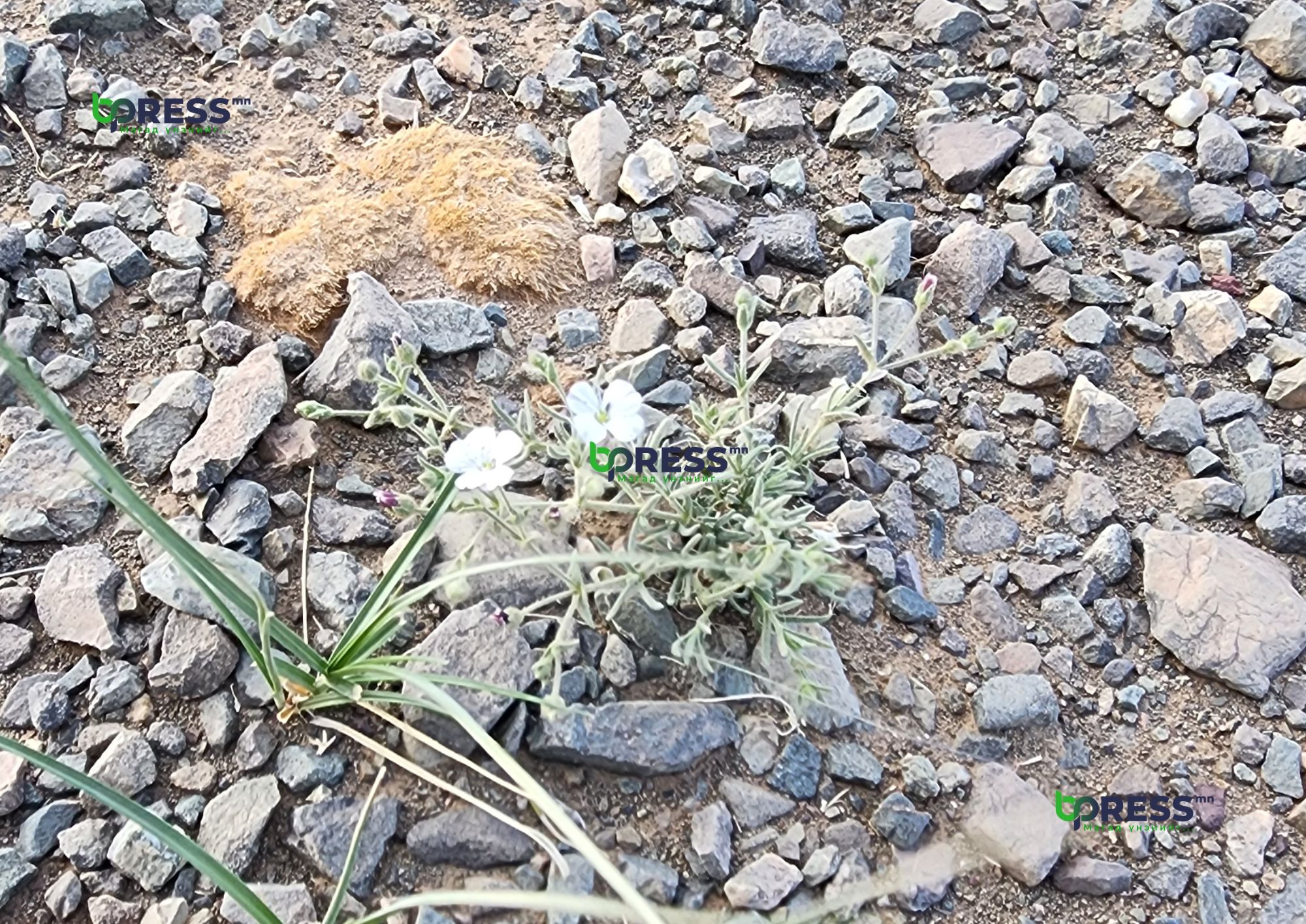 gazriin_doroitol_1