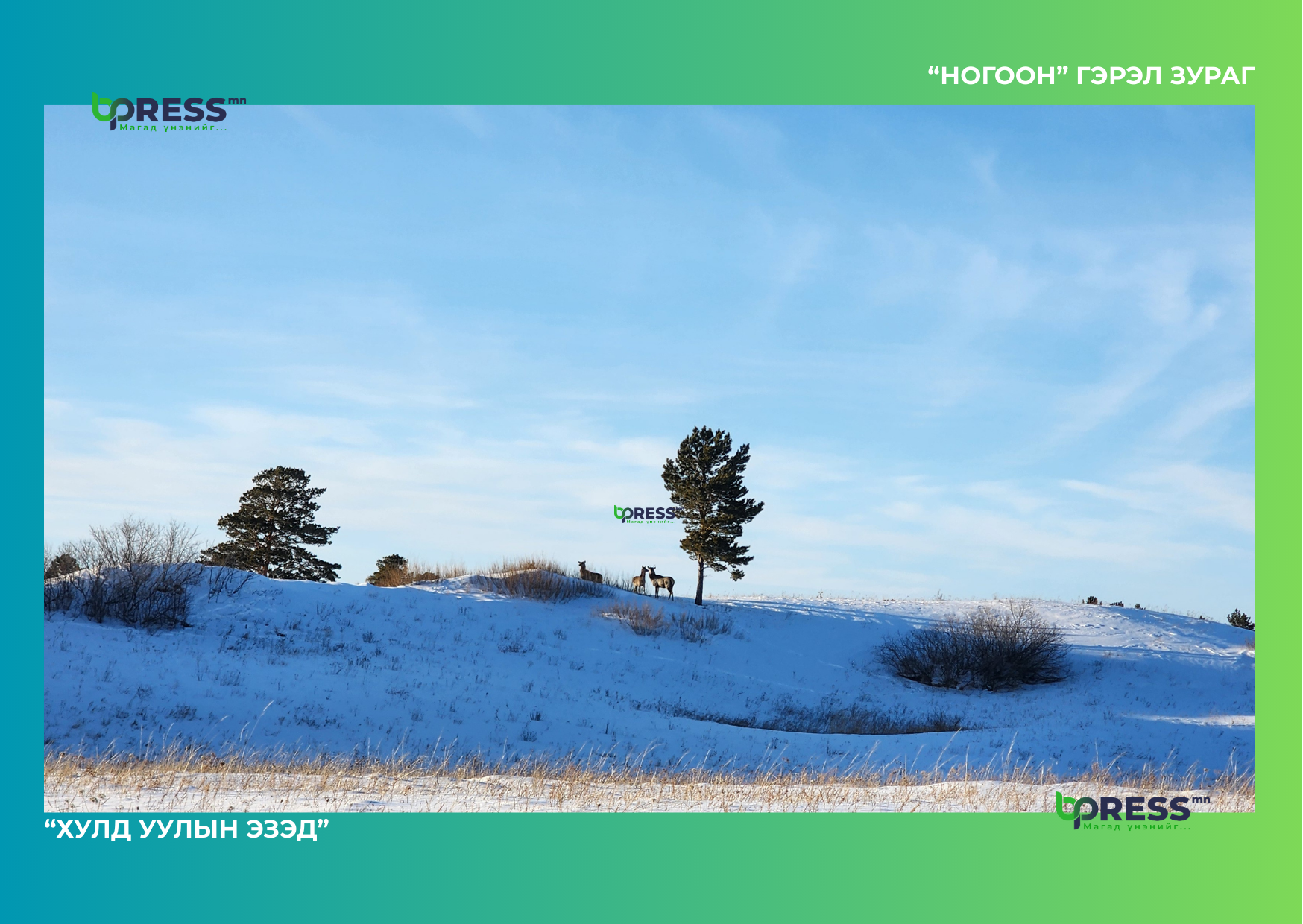 nogoon toim1 gerel zurag