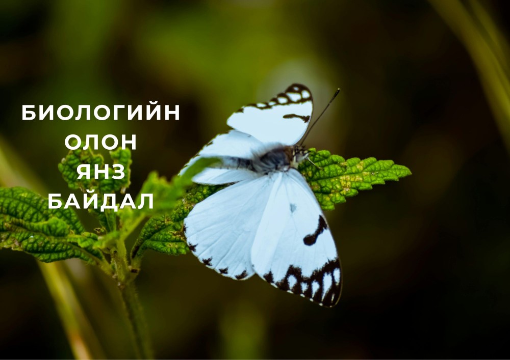 Кунмин-Монреалын 23 зорилт гэж юу вэ?