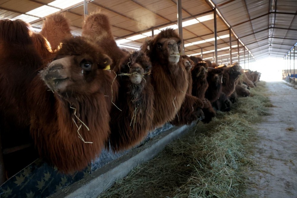 Монголын анхны ингэний ферм өдөрт 140-150 литр сүү авдаг